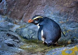 Visitors to Milford Sound with Southern Discoveries Encounter Nature Cruise are enjoying 'up close' sightings of rare Fiordland Crested Penguins nesting around the sound